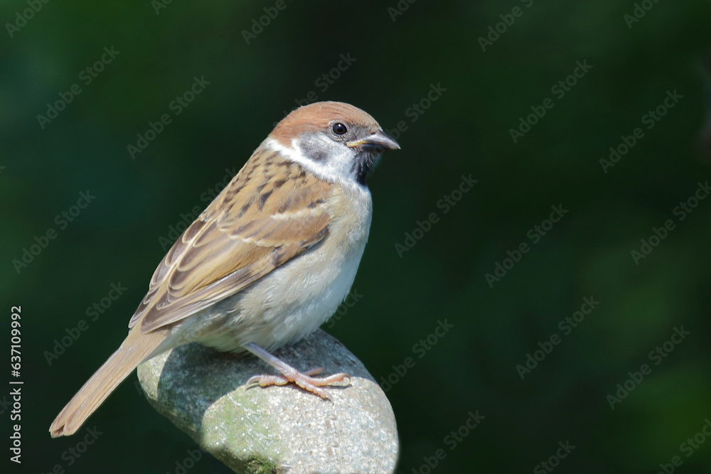Feldsperling / Eurasian tree sparrow / Passer montanus
