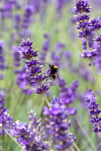 Fototapeta Naklejka Na Ścianę i Meble -  Vertical closeup shot of a bumblebee on a purple lavender flower