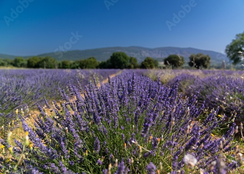 Idyllic landscape featuring a field of vibrant purple lavender flowers