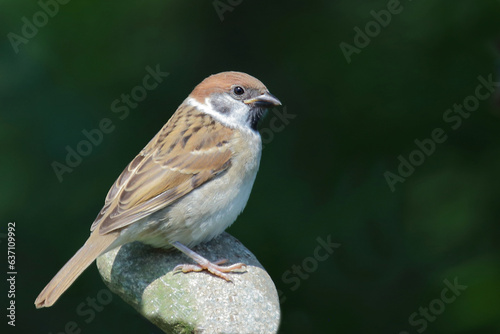 Feldsperling / Eurasian tree sparrow / Passer montanus © Ludwig