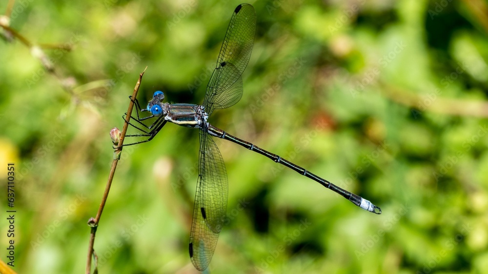 Macro shot of a Great spreadwing on a plant in the garden Macro shot of a Great spreadwing on a plant in the garden