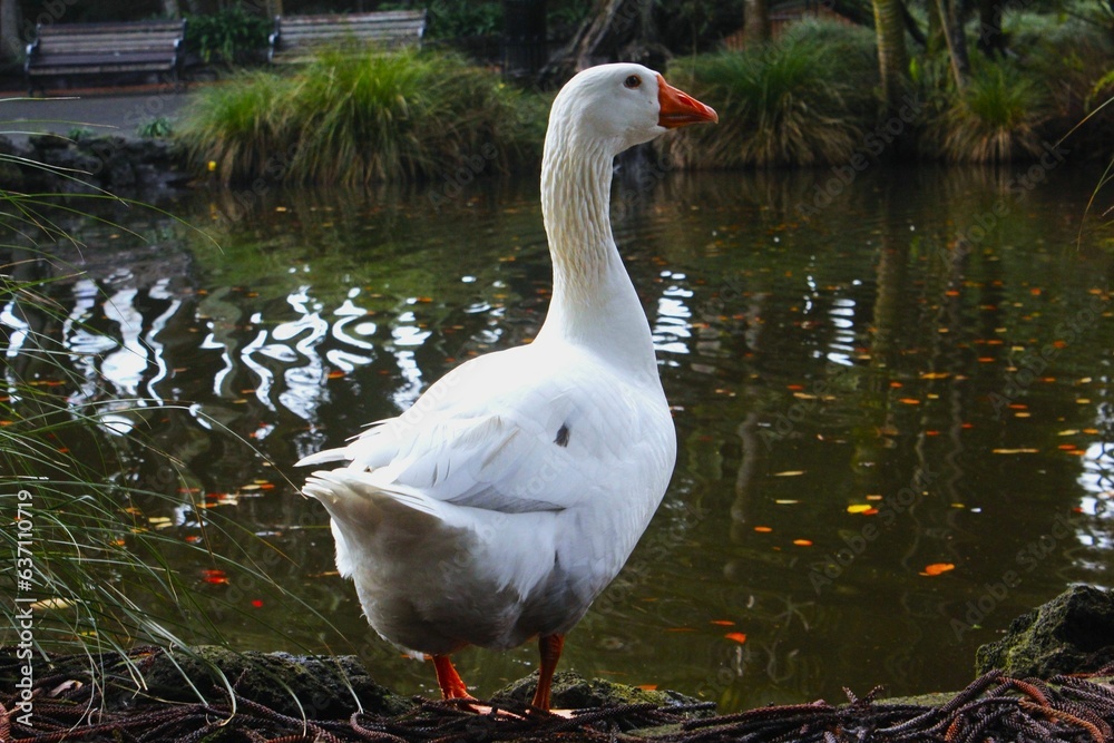 Fototapeta premium White goose near a tranquil pond surrounded with lush green vegetation