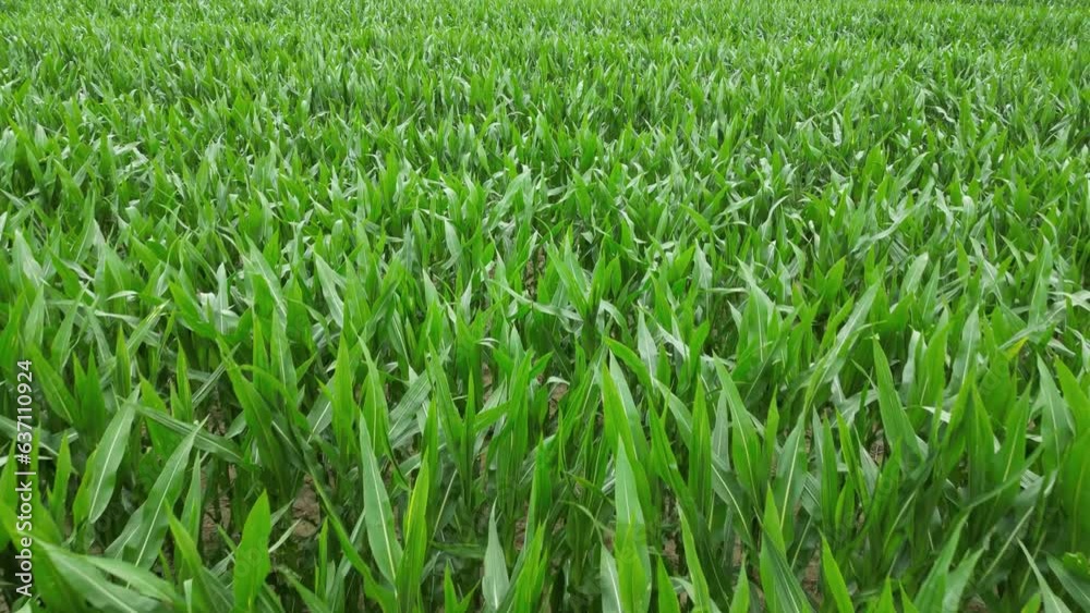Close-up drone view over green grass texture Close-up drone view over green grass texture