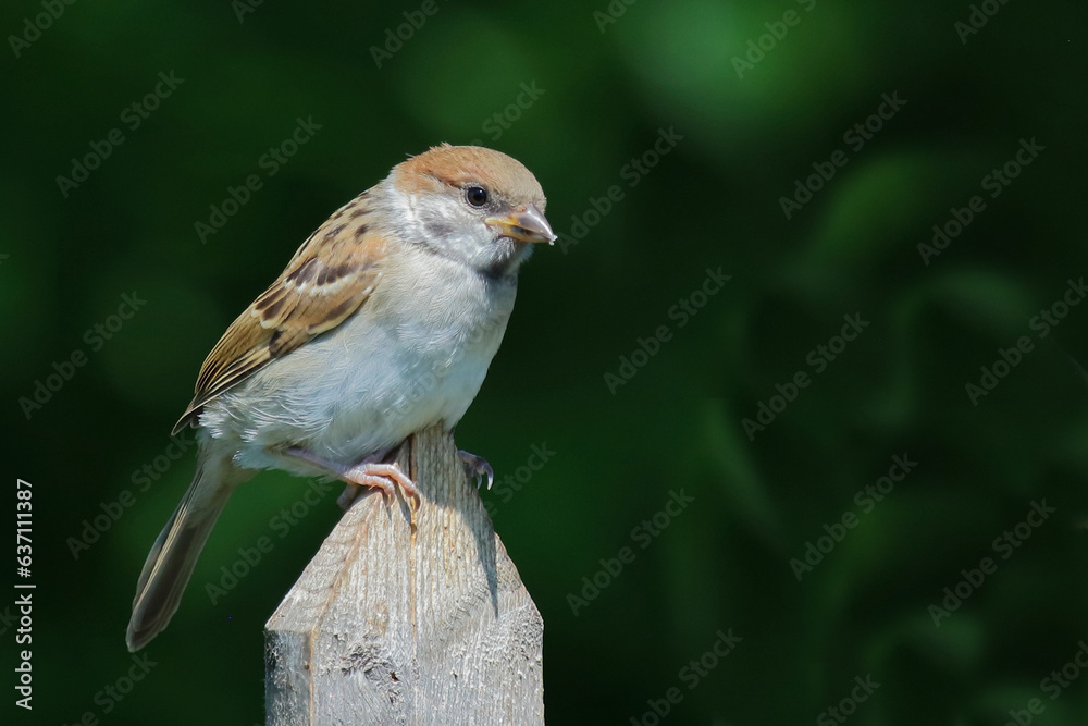 Feldsperling / Eurasian tree sparrow / Passer montanus. Feldsperling / Eurasian tree sparrow / Passer montanus.
