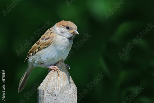 Feldsperling / Eurasian tree sparrow / Passer montanus. © Ludwig