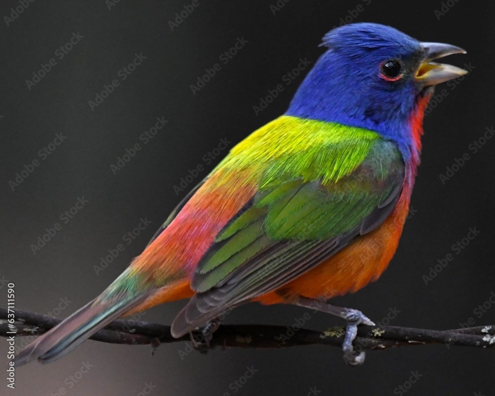 Obraz premium Vibrant Painted Bunting bird perched on a tree branch in an outdoor environment