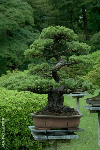 Beautiful Japanese bonsai tree stands in an idyllic park surrounded by lush greenery.