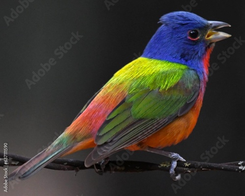 Vibrant Painted Bunting bird perched on a tree branch in an outdoor environment © Jack’s Wildlife Photography/Wirestock Creators