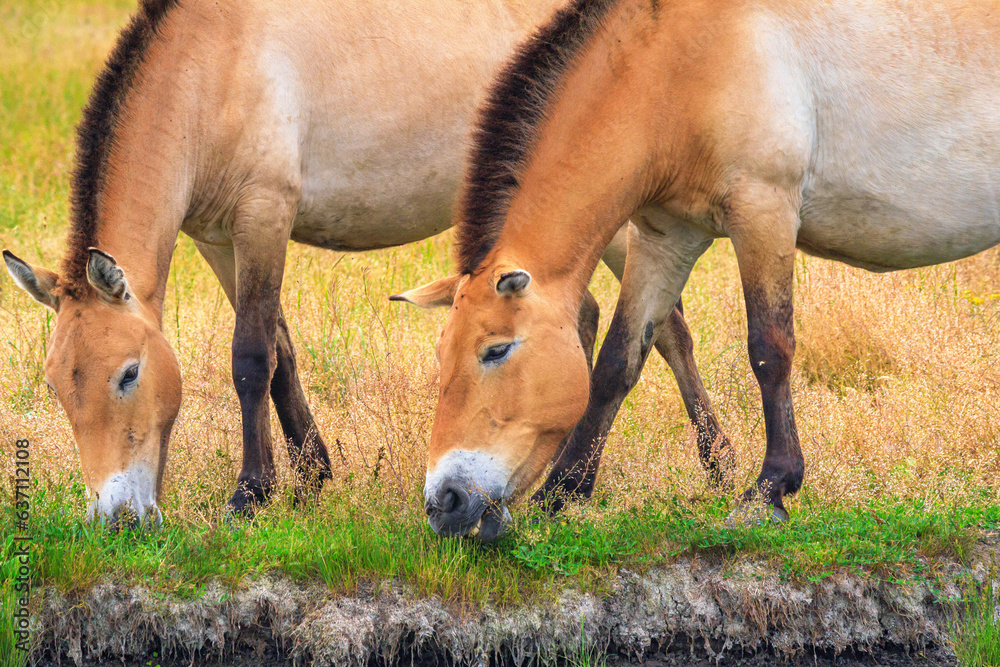 Fototapeta premium Summer landscape - view of Przewalski's horses close-up grazing on the river bank in the dry steppe