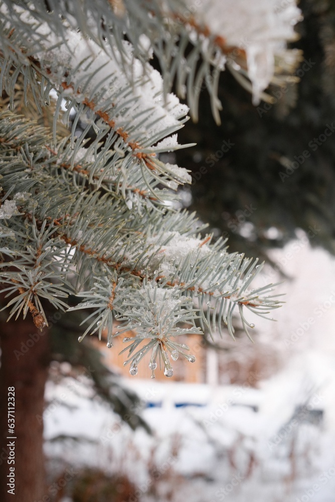 A vertical shot of a fir tree with snow