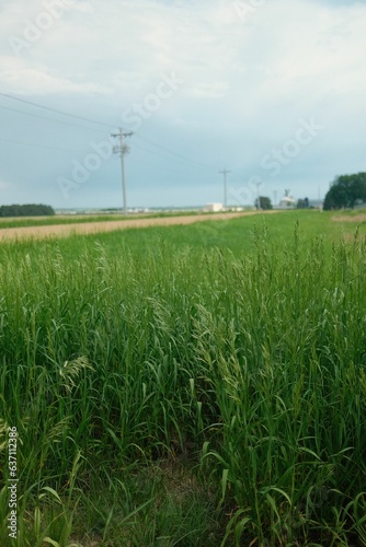 green grass and blue skies on a clear day with power lines in the background