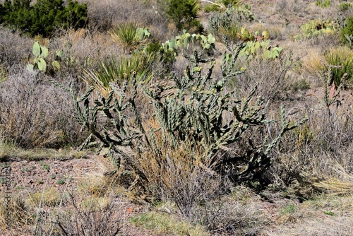 Cacti growing in Big Bend National Park