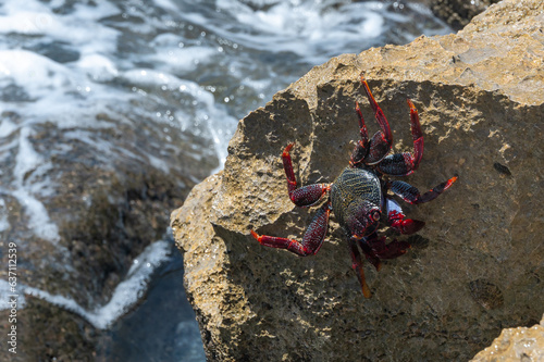 Red Rock Crab, grapsus adscensionis, also know as Sally Lightfoot Crab, on rocks at the water's edge, Playa de la Pared, Fuerteventura photo