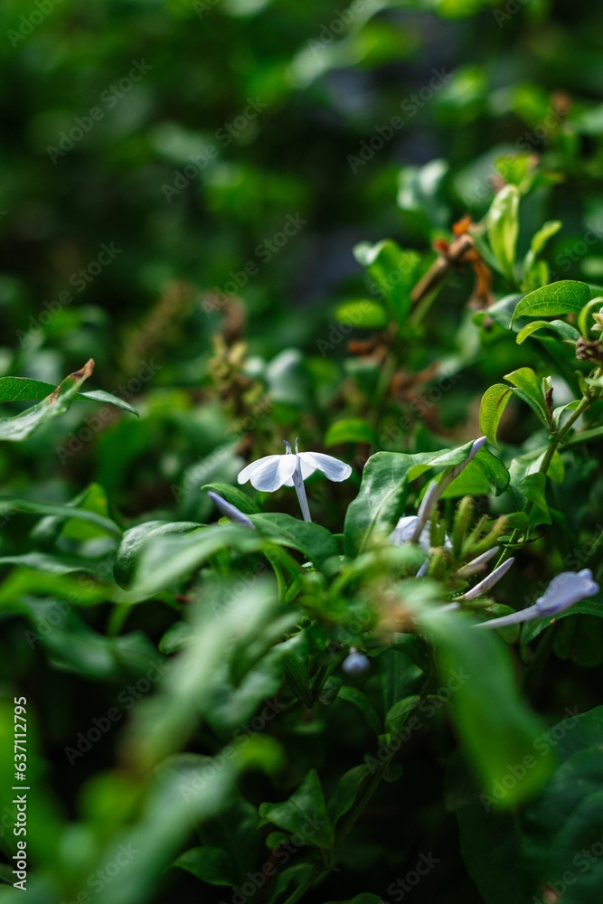 Closeup of white petunia flowers growing on a green shrub Closeup of white petunia flowers growing on a green shrub