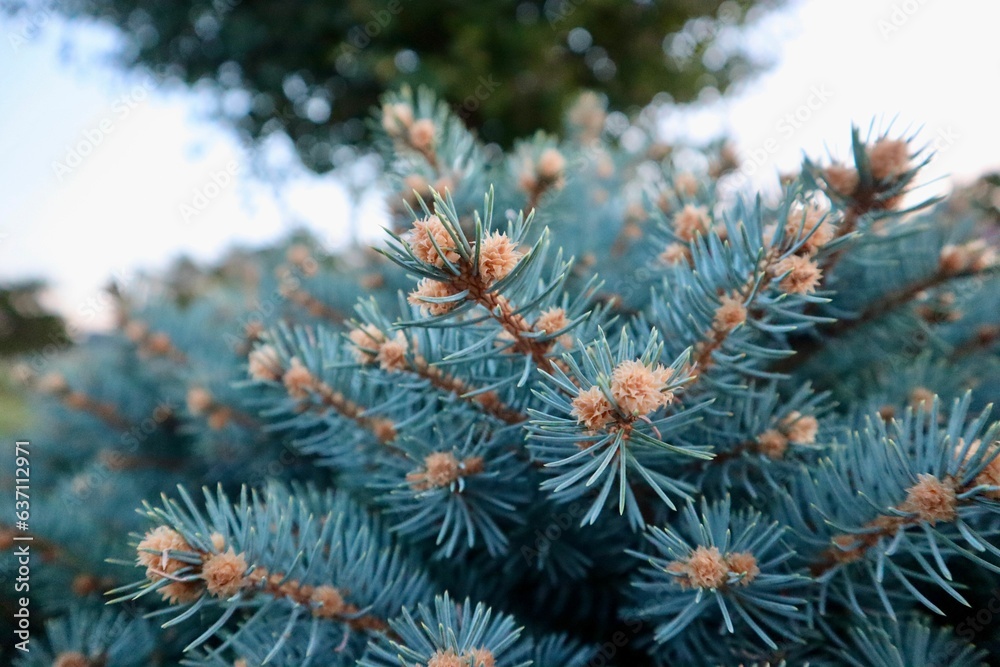 Beautiful closeup view of needles spruce pine tree- perfect for background and wallpaper use Beautiful closeup view of needles spruce pine tree- perfect for background and wallpaper use