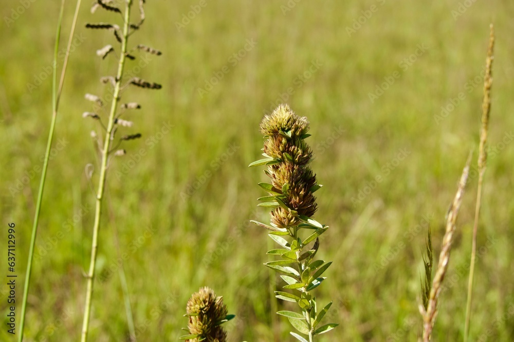 Close-up of lush green plants in a field Close-up of lush green plants in a field