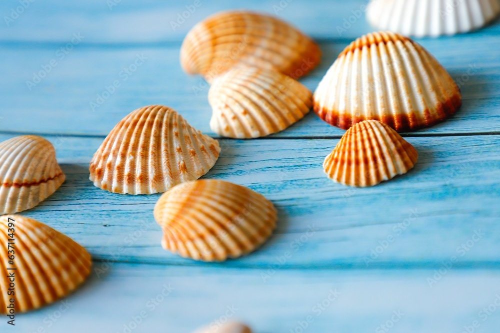 Wooden blue surface with beautiful brown white seashells