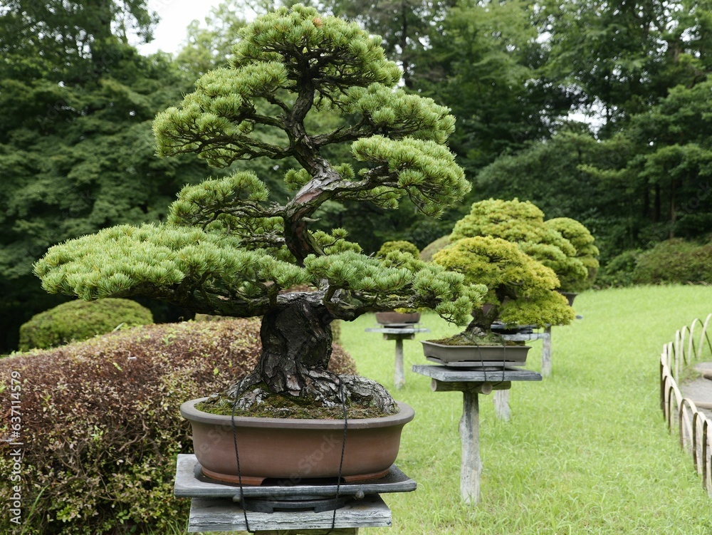 Bonsai trees lined up in the Meiji Jingu Shrine in Tokyo, Japan Bonsai trees lined up in the Meiji Jingu Shrine in Tokyo, Japan