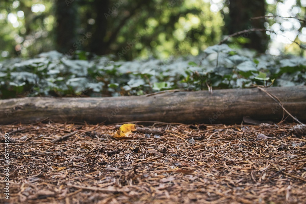 Closeup of a yellow leaf on the ground in a forest Closeup of a yellow leaf on the ground in a forest