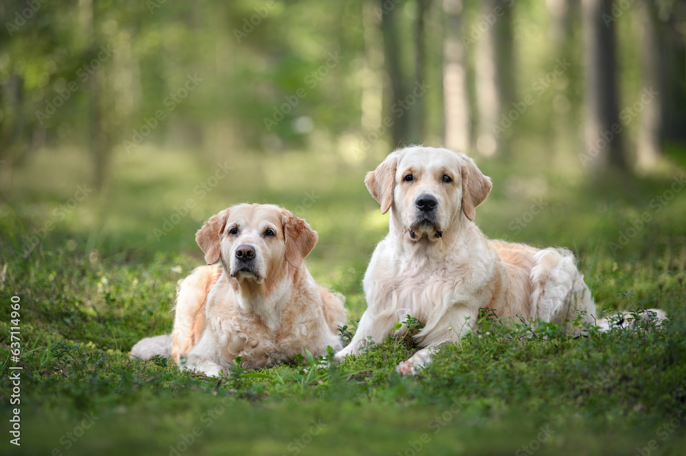 two golden retriever dogs lying outdoors in the forest