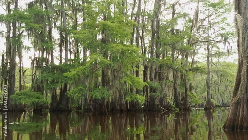 Sunny view of many bald cypress in Caddo Lake State Park photo