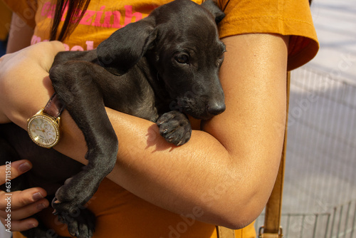 Um cachorro filhote, sem raça definida, deitado nos braços de uma pessoa, em uma feira de adoção de animais resgatados das ruas em Goiânia. photo