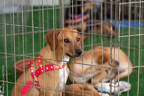Alguns cachorros de cor caramelo dentro de um cercado em uma feira de adoção de animais resgatados em Goiânia.