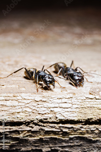 close-up. A black woodworm ant on the surface of a tree.