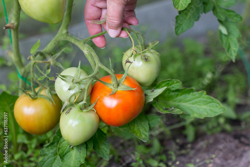 a woman harvests tomatoes. Women's farm hands hold a vegetarian product