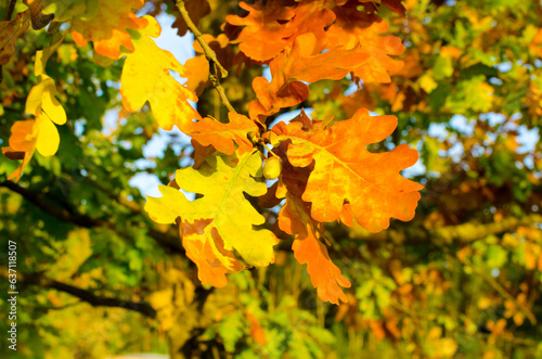 yellow oak leaves in autumn on a sunny day