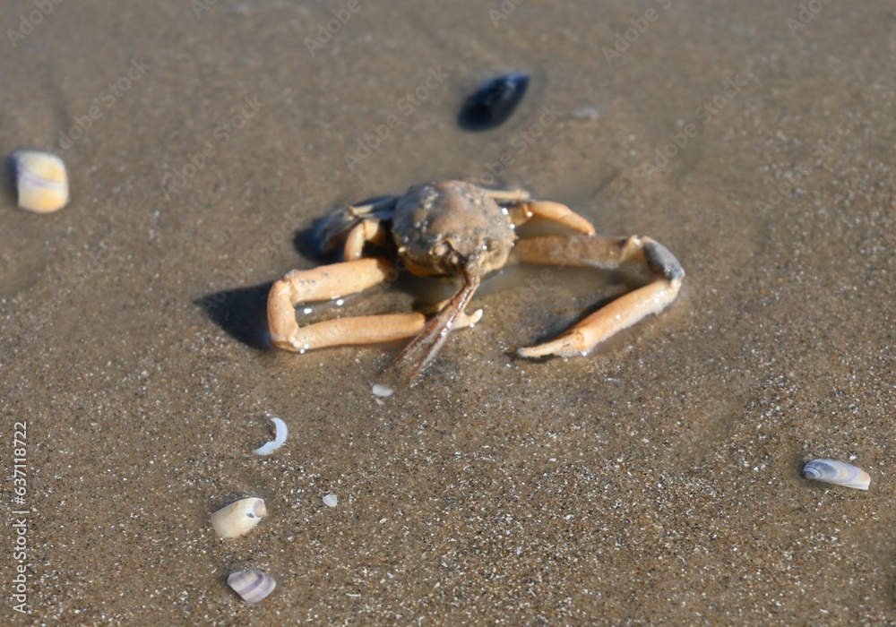 Single crab perched on a beach surrounded by rocks and pebbles Single crab perched on a beach surrounded by rocks and pebbles