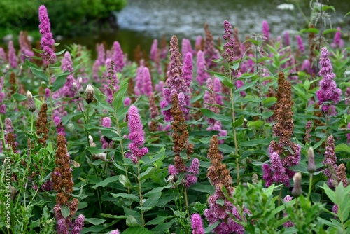 a field of purple flowers near the river and trees along it