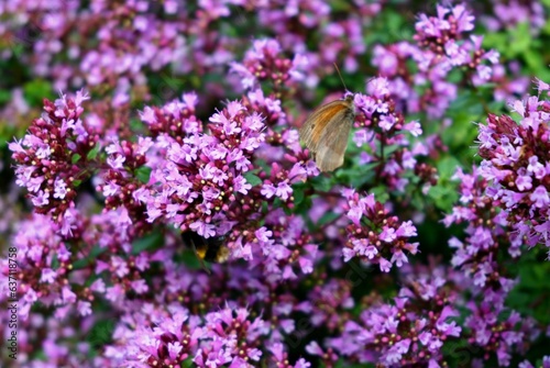Vibrant close-up of a cluster of Oregano flowers with a butterfly perched in the center