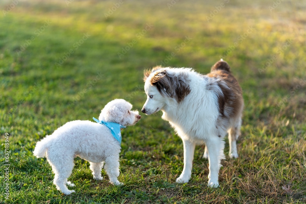 Australian Shepherd and a Bichon Frise in the green field Australian Shepherd and a Bichon Frise in the green field