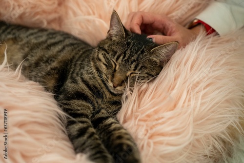 Fotografie Cat comfortably resting on a fuzzy fur blanket