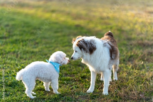 Poodle and an Australian Shepherd looking at each other in the park on a sunny day