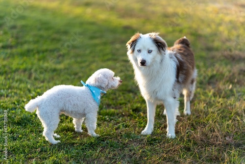 Small white poodle standing next to a white Australian Shepherd on green grass