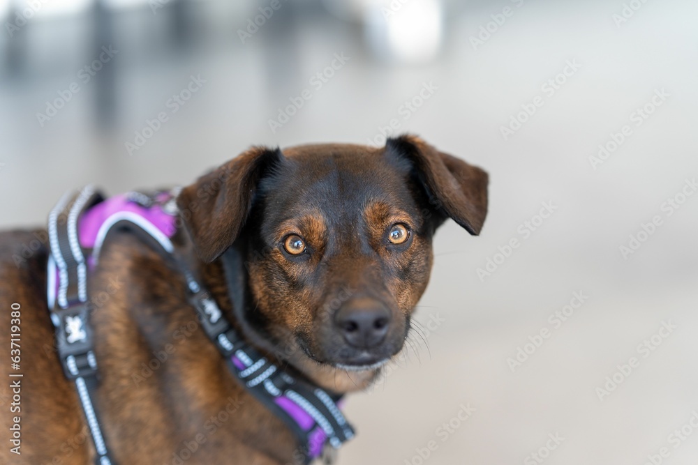 Hound dog wearing a purple collar and harness with its eyes closed Hound dog wearing a purple collar and harness with its eyes closed