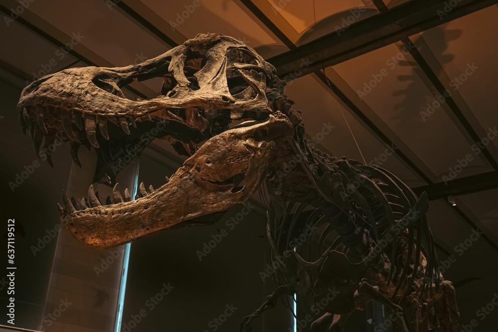 Fototapeta premium Ominous skeleton of a prehistoric dinosaur displayed in a museum setting