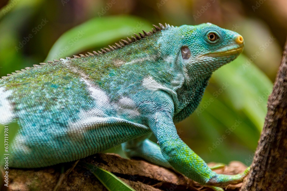 Fototapeta premium Selective focus shot of a vivid blue iguana on a tree branch