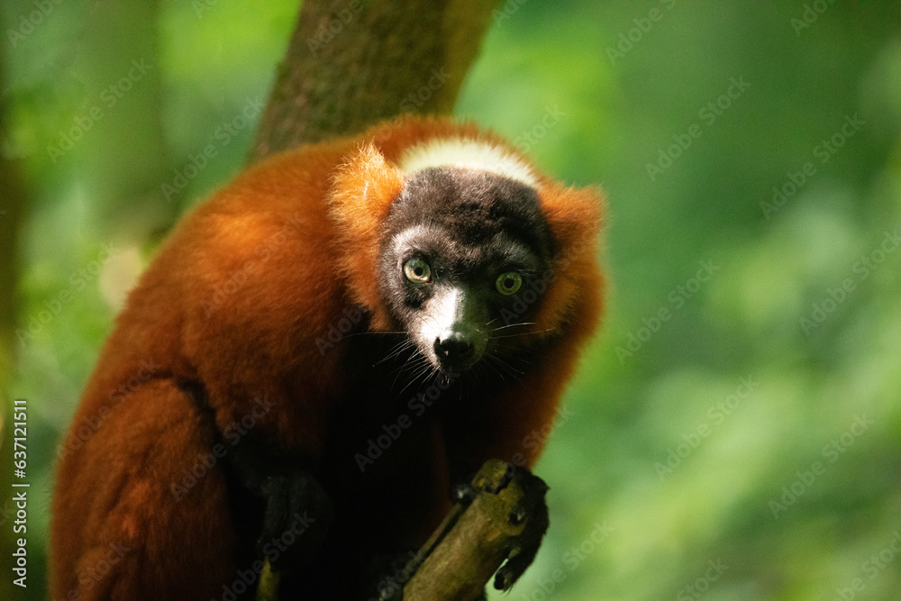 Obraz premium red ruffed lemur Varecia rubra watching from above