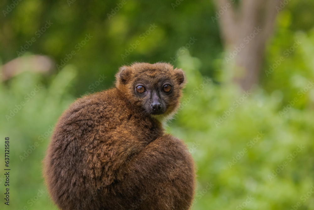 Fototapeta premium red-fronted brown lemur with long beautiful tail