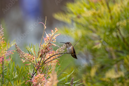 Close up view of an Allen's hummingbird © James