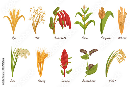Cereal Grain Plants Are Cultivated For Their Edible Seeds, Providing A Staple Food Source. Wheat, Rice, Corn or Oats