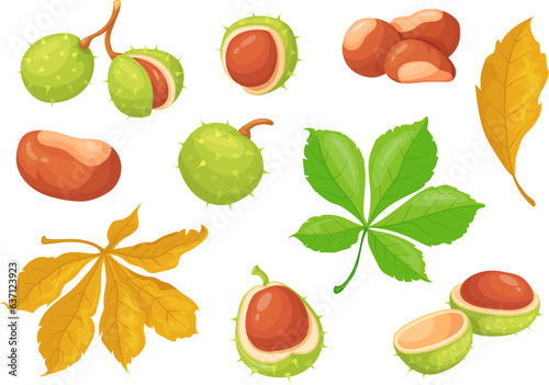 Chestnut. Isolated cartoon chestnuts, american castanea with edible sweet brown nuts seed and fall leaf, botanical wild tree autumn season