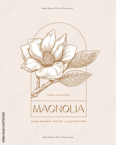 Logo template with magnolia color in engraving style. Beautiful ornamental plant, vector illustration. Emblem for floral design in perfumery and cosmetology. Botanical illustration.