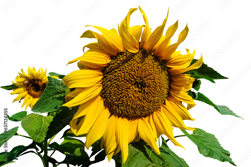 Obraz premium Sunflower transparent background