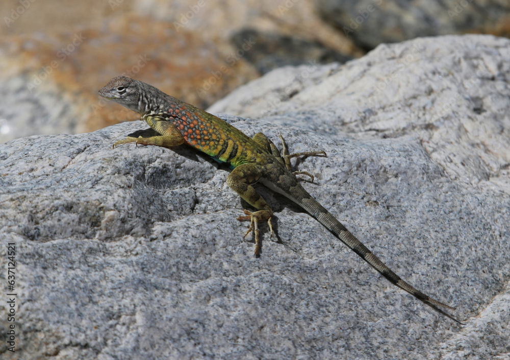A Greater Earless Lizard (Cophosaurus texanus) sitting on a rock. Shot just outside of Tucson, Arizona. A Greater Earless Lizard (Cophosaurus texanus) sitting on a rock. Shot just outside of Tucson, Arizona.