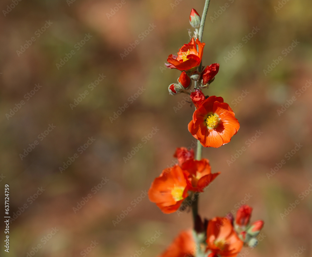 Desert Globemallow (Sphaeralcea ambigua) flowers, shot in the Colorado River basin near Horseshoe Bend, Arizona.