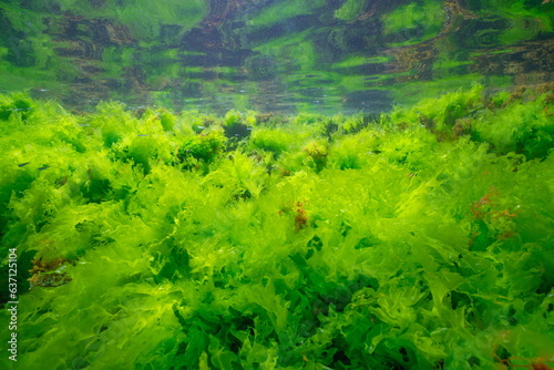 Sea lettuce green algae underwater (Ulva lactuca seaweed) below water surface in the Atlantic ocean, natural scene, Spain, Galicia